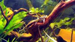 Foto mit Segelflossen Störwels (Sturisoma panamense)