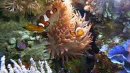 aquarium-von-holger-hoehn-holger039-s-meerwasser-aquarium_Amphiprion ocellaris - Falscher Clown - Anemonenfisch - mit 