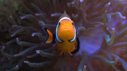 aquarium-von-holger-hoehn-holger039-s-meerwasser-aquarium_Amphiprion ocellaris ( Falscher Clown - Anemonenfisch)