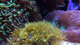 aquarium-von-holger-hoehn-holger039-s-meerwasser-aquarium_Terrazoanthus sp. - Gelbe Krustenanemone