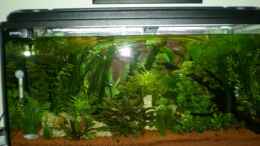 aquarium-von-meli-becken-9633_ca. 1,5 Monate alt