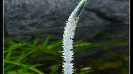 Aquarium einrichten mit Aponogeton crispus - Blüte