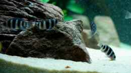 aquarium-von-jochen-boehm-becken-969_Cyphotilapia Frontosa Blue Zaire
