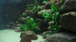 aquarium-von-jochen-boehm-becken-969_Nimbochromis Venustus