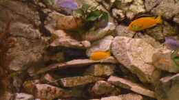aquarium-von-stefan-j--malawi-xx351xx---wurde-aufgeloest_