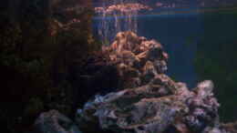 aquarium-von-niko-p--400l-malawi_Luftblasen von der Tetra Tec Luftpumpe