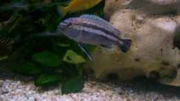 Foto mit Melanochromis auratus;  M