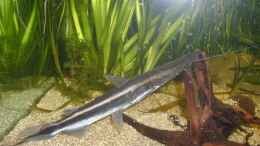 Aquarium einrichten mit Sorubim lima, heut ist er und seine Kollegen 40cm