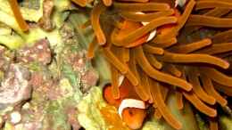 Aquarium einrichten mit Amphiprion ocellaris - Falscher Clown - Anemonenfisch