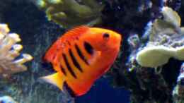 Aquarium einrichten mit Centropyge loriculus - Flammen-Zwergkaiserfisch