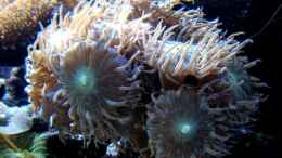 Aquarium einrichten mit Duncanopsammia axifuga - Bartkoralle