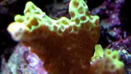 Aquarium einrichten mit Montipora confusa - Mikroporenkoralle