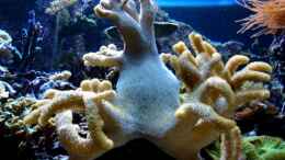 Aquarium einrichten mit Sinularia - Weichkoralle