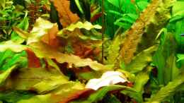 Aquarium einrichten mit Barclaya longifolia