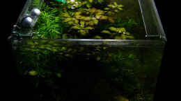 aquarium-von-stefan-philippi-becken-9817_Ansicht von oben, dunkler