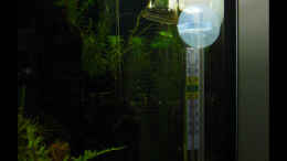 aquarium-von-stefan-philippi-becken-9817_CO2 Dauertest