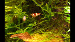 Aquarium einrichten mit Christal Red Garnele mit Seemandelbaumblatt