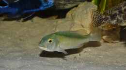 Aquarium einrichten mit Buccochromis lepturus