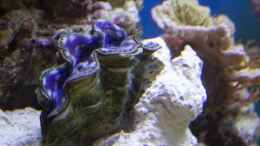 aquarium-von-azalee-becken-9830_Tridacna maxima