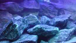aquarium-von-finaldragon-becken-9840_Steinaufbauten nach Einlassen des Wassers