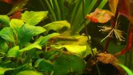 aquarium-von-die-kleine-meerjungfrau-becken-9856_Corydoras sp. green stripe