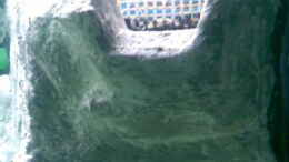 aquarium-von-michael-geigel-mein-altes-tanganjika-becken_Wasser einlass am 3-Kammerfilter 