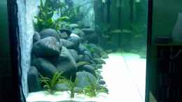 aquarium-von-michael-geigel-mein-altes-tanganjika-becken_ Seitenansicht von Links nach 3 Wochen