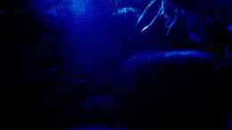 aquarium-von-michael-geigel-mein-altes-tanganjika-becken_Mondlicht 
