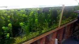 aquarium-von-bastian-linsenmeier-becken-9869_endlich ist mein becken fertig *G* :))