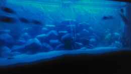 aquarium-von-francesco-malawi-becken_Nachtsicht
