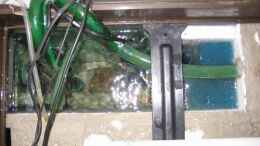aquarium-von--serok--375l-tanganjika-existiert-nicht-mehr_Technikkammer hinter Rückwand