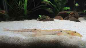 Acantopsis rungthipae im Aquarium halten