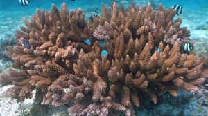 Acropora abrotanoides im Aquarium halten