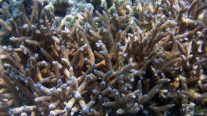 Acropora acuminata im Aquarium halten