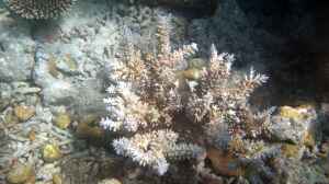 Acropora echinata im Aquarium halten