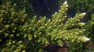 Acropora florida im Aquarium halten