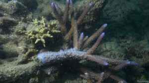 Acropora grandis im Aquarium halten