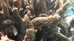 Acropora hemprichii im Aquarium halten