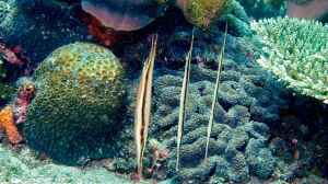 Aeoliscus strigatus im Aquarium halten