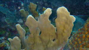 Agaricia tenuifolia im Aquarium halten
