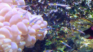 Aioliops megastigma im Aquarium halten