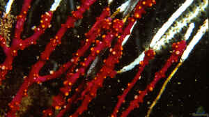 Alcyonium coralloides im Aquarium halten