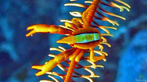 Allogalathea elegans im Aquarium halten