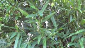 Alpinia officinarum am Gartenteich