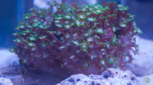 Alveopora spongiosa im Aquarium halten