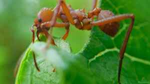Ameisen im Formicarium halten