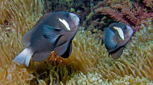 Amphiprion mccullochi im Aquarium halten