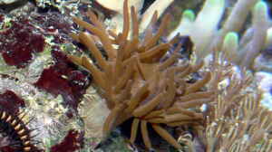 Anemonia manjano im Aquarium halten