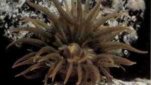 Anemonia melanaster im Aquarium halten