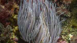 Anemonia viridis im Aquarium halten